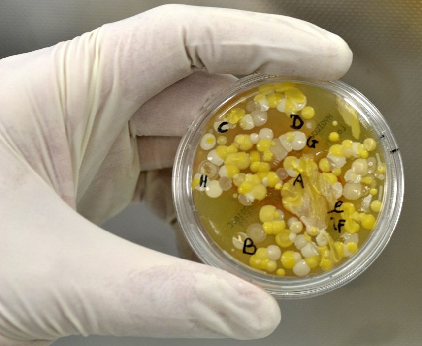 unité de sécurité biologique études unité de sécurité biologique études